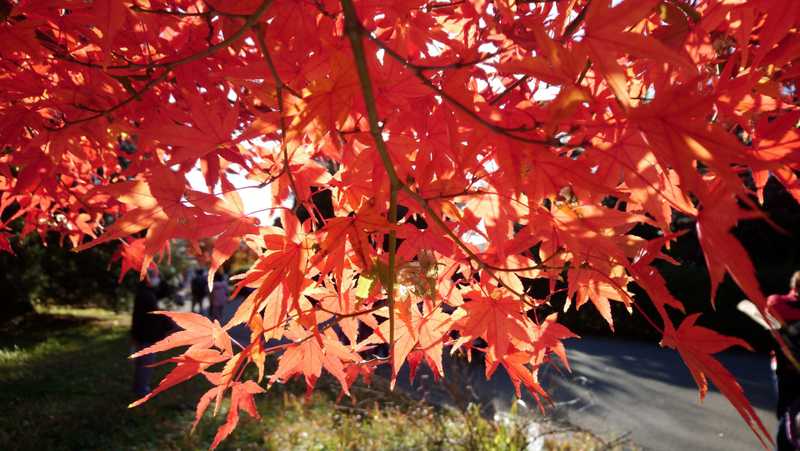 紅葉